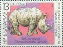 White Rhinoceros (Ceratotherium simum)