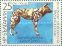 African Wild Dog (Lycaon pictus)