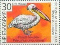 Rosy Pelican (Pelecanus onocrotalus)