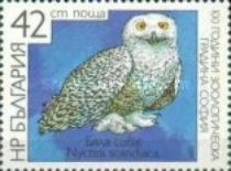 Snowy Owl (Nyctea scandiaca)