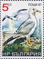Herring Gull (Larus argentatus)