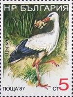 White Stork (Ciconia ciconia)