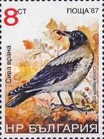 Hooded Crow (Corvus corone cornix)
