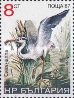 Grey Heron (Ardea cinerea)