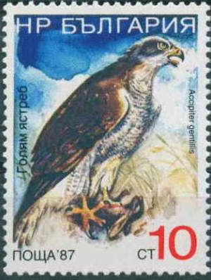Northern Goshawk (Accipiter gentilis)