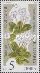 Ramonda serbica