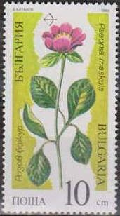 Paeonia maskula