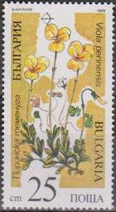Viola perinensis