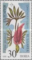 Dracunculus vulgaris