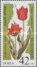 Tulipa splendens