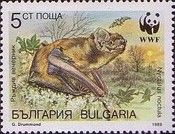 Common Noctule (Nyctalus noctula)