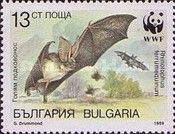 Greater Horseshoe Bat (Rhinolophus ferrumequinum)