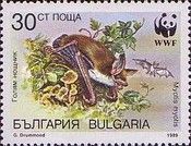 Greater Myotis (Myotis myotis)