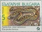 Turkish Javelin Sandboa (Eryx jaculus turcicus)