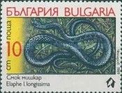 Aesculapian Snake (Elaphe longissima)