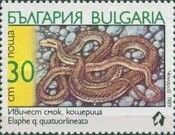 Four-lined Snake (Elaphe quatuorlineata)
