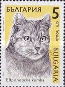 European Domestic Cat (Felis silvestris catus)