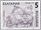 Persian (Felis silvestris catus)