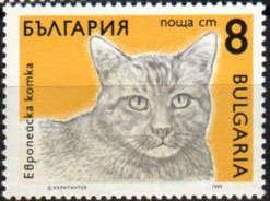 European Domestic Cat (Felis silvestris catus)
