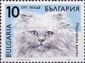 Persian (Felis silvestris catus)