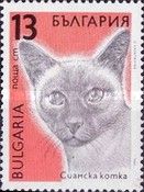 Siamese Cat (Felis silvestris catus)
