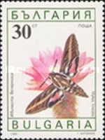 White-lined Sphinx (Hyles lineata)