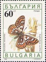 Cynthia's Fritillary (Euphydrias cynthia)