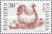 Hen, Chicks (Gallus gallus domesticus)