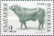 Bull (Bos primigenius taurus)