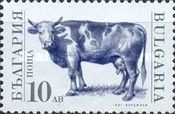 Domestic Cow (Bos primigenius taurus)