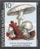 Fool's mushroom (Amanita verna)