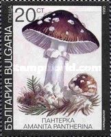 Panther cap (Amanita pantherina)