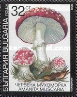 Fly agaric (Amanita muscaria)