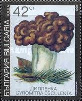 Beefsteak morel (Gyromitra esculenta)
