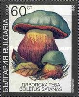 Satan's mushroom (Rubroboletus satanas)