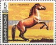Przewalski's Horse (Equus ferus przewalskii)
