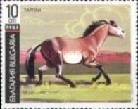 Tarpan (Equus ferus ferus)