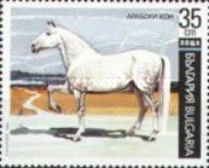 Arabian Horse (Equus ferus caballus)