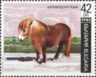 Shetland Pony (Equus ferus caballus)