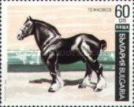 Cold-blooded Horse (Equus ferus caballus)