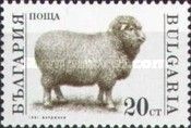Domestic Sheep (Ovis ammon aries)