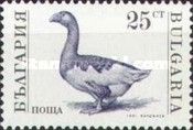 Domestic Goose (Anser anser domestica)