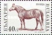 Horse (Equus ferus caballus)