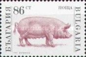Domestic Pig (Sus scrofa domestica)