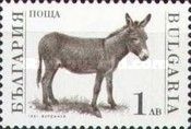 Donkey (Equus asinus asinus)
