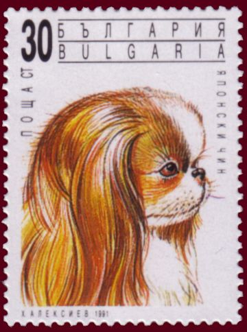 Pekingese Dog (Canis lupus familiaris)