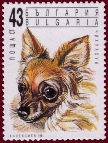 Chihuahua (Canis lupus familiaris)