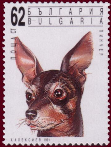 Miniature Pinscher (Canis lupus familiaris)