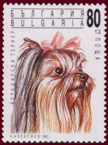Yorkshire Terrier (Canis lupus familiaris)