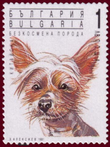 Hybrid (Canis lupus familiaris)
